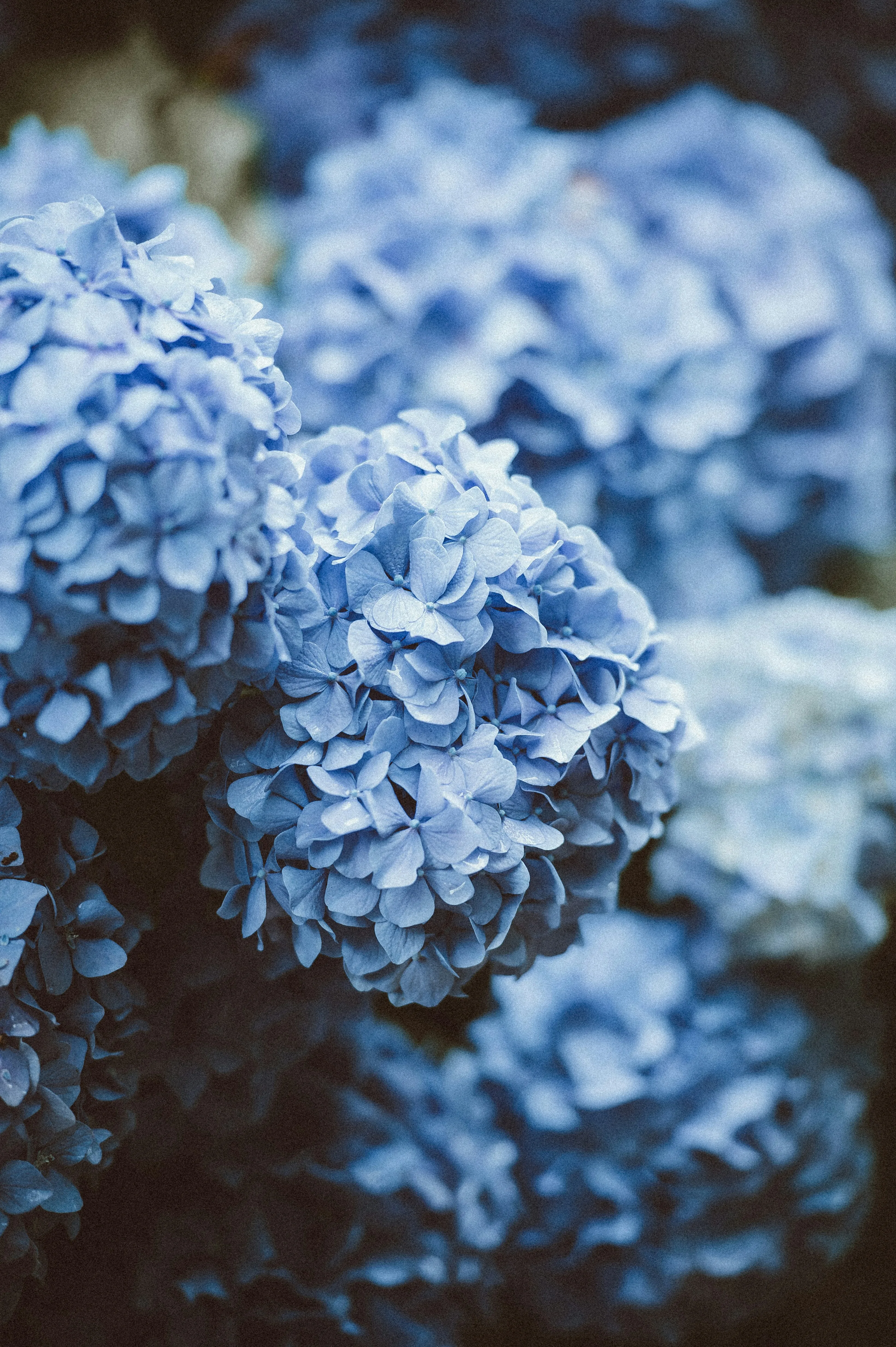 Hortensias