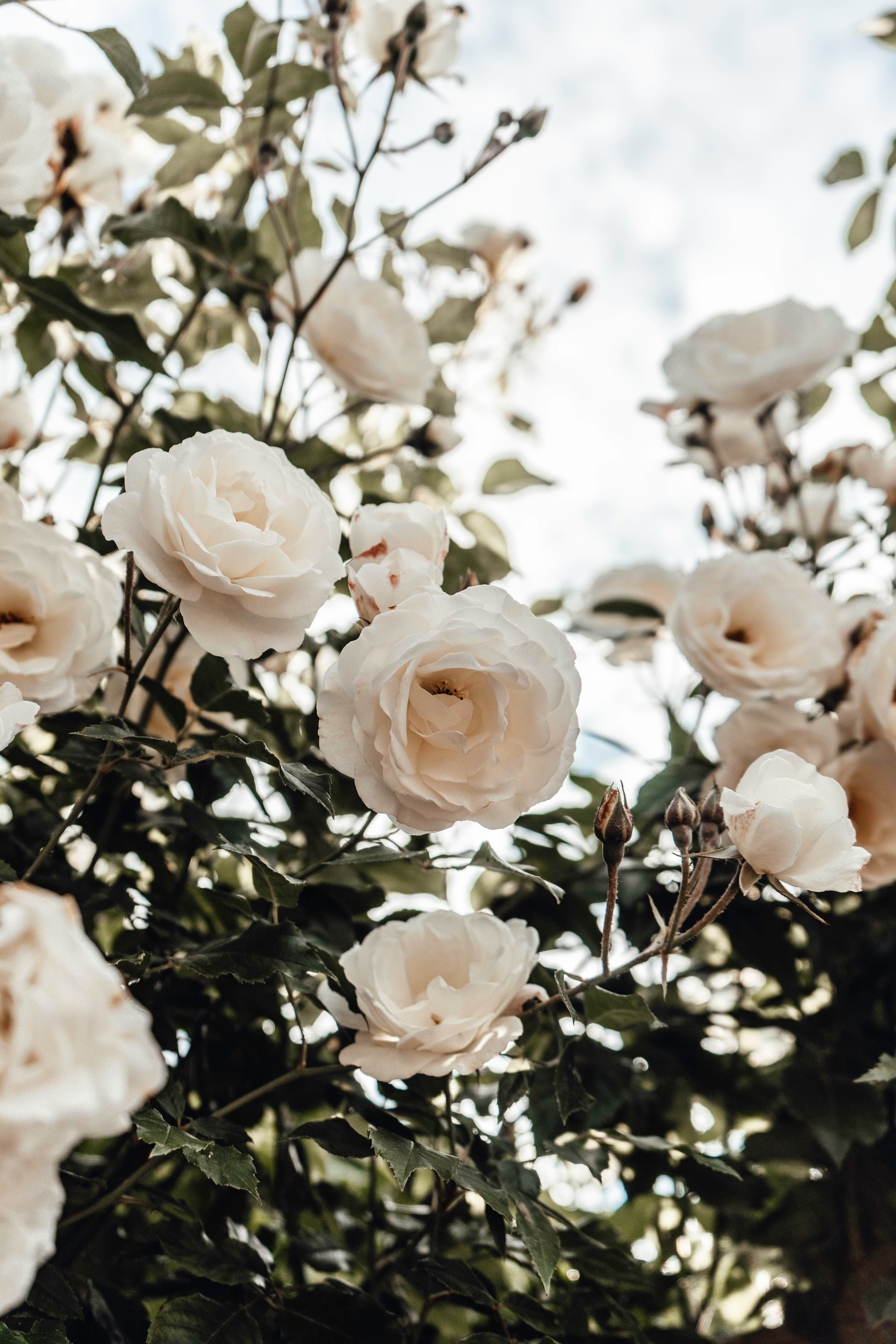 Roses
