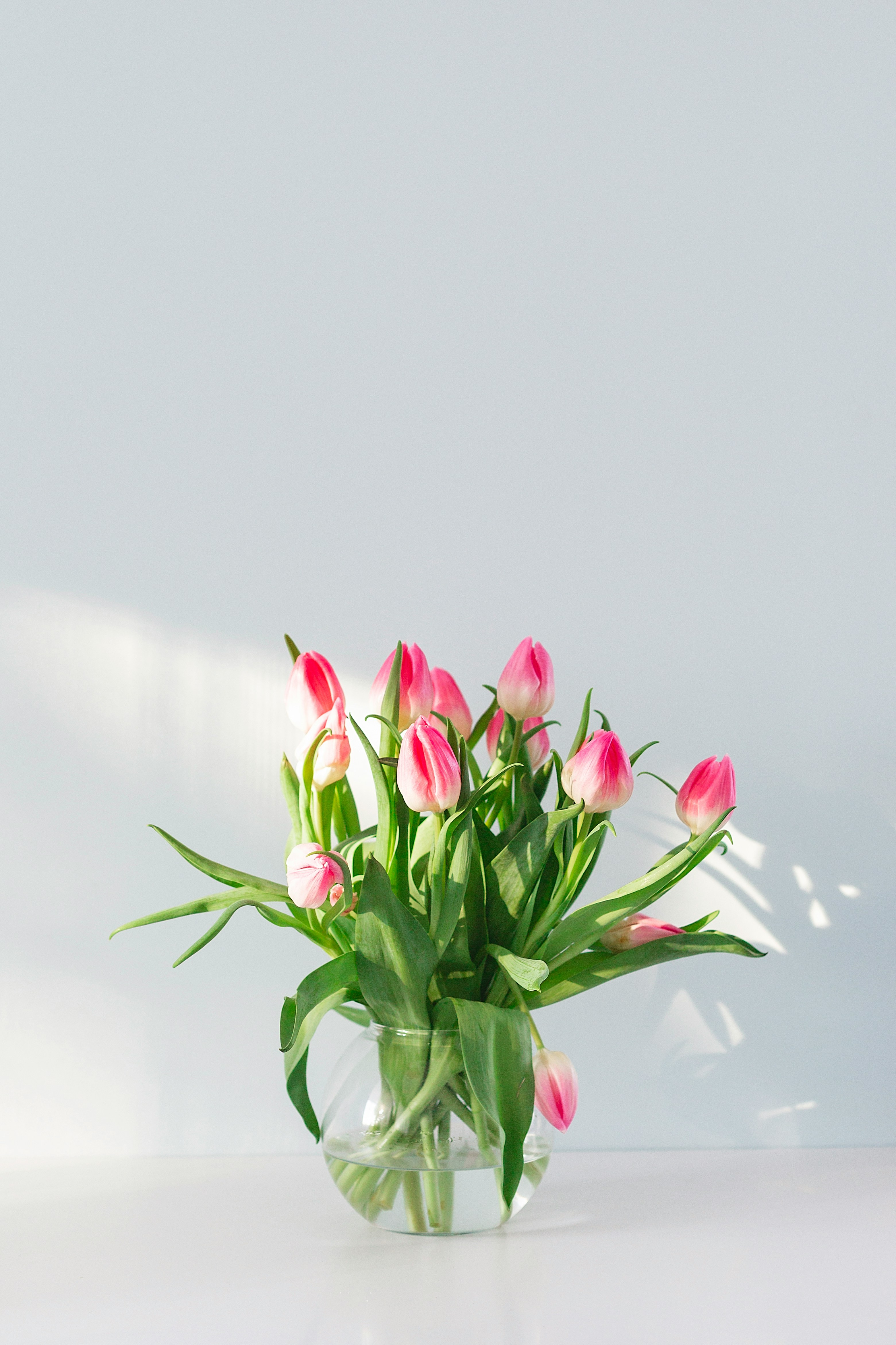 Tulipes